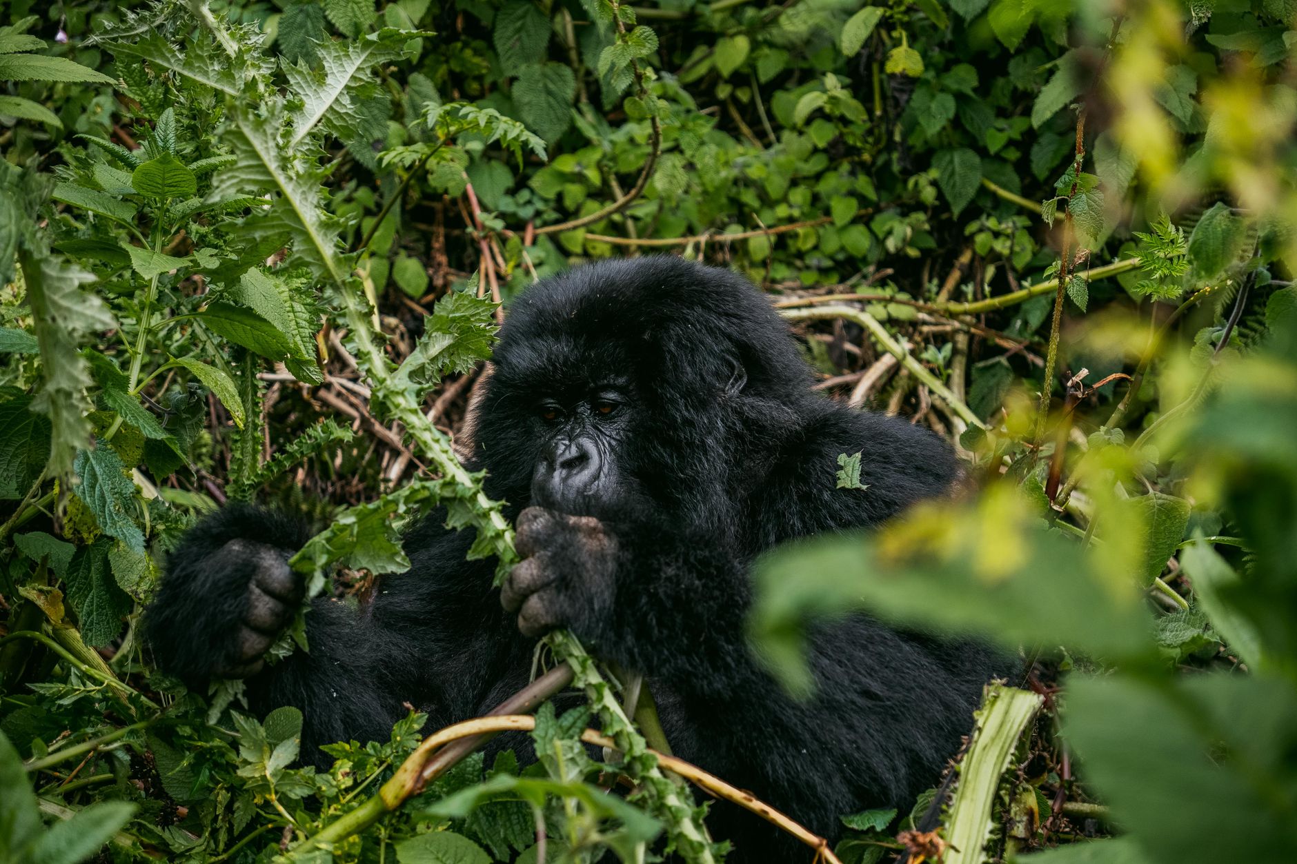 Route vers les volcans et centre Dian Fossey - Parc National des Volcans, Musanze, Rwanda