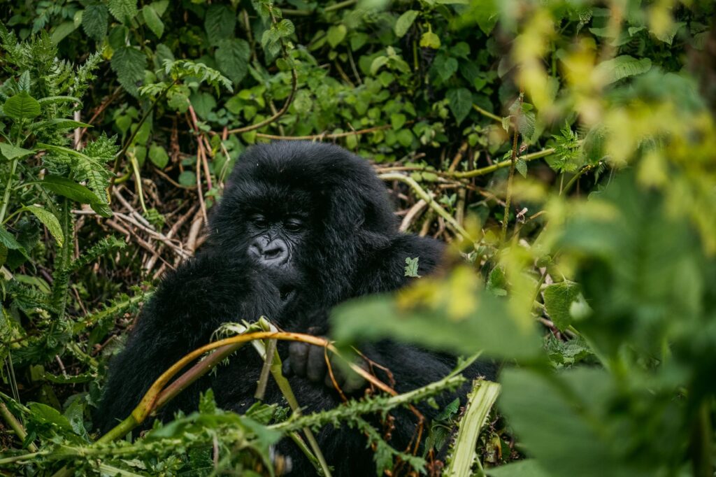 Route vers Bwindi - Ishasha – Forêt impénétrable de Bwindi, Ouganda