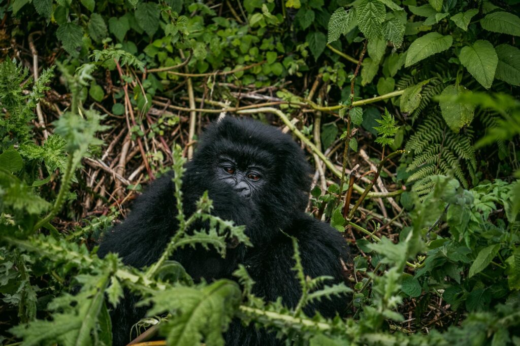 Rencontre avec les gorilles de montagne - Parc National des Volcans, Rwanda