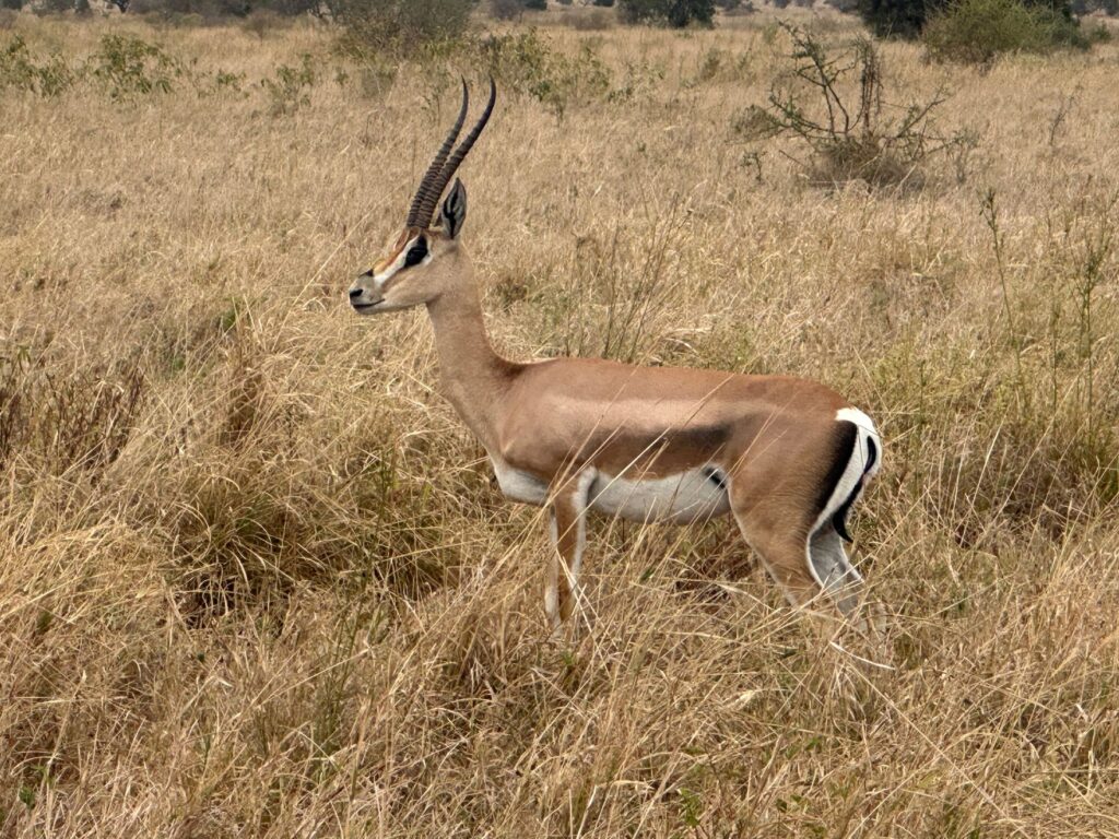 Dernier safari et envol - Serengeti - Arusha - France