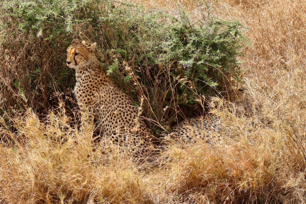 Dernier safari et vol retour vers la France - Serengeti - Arusha - France