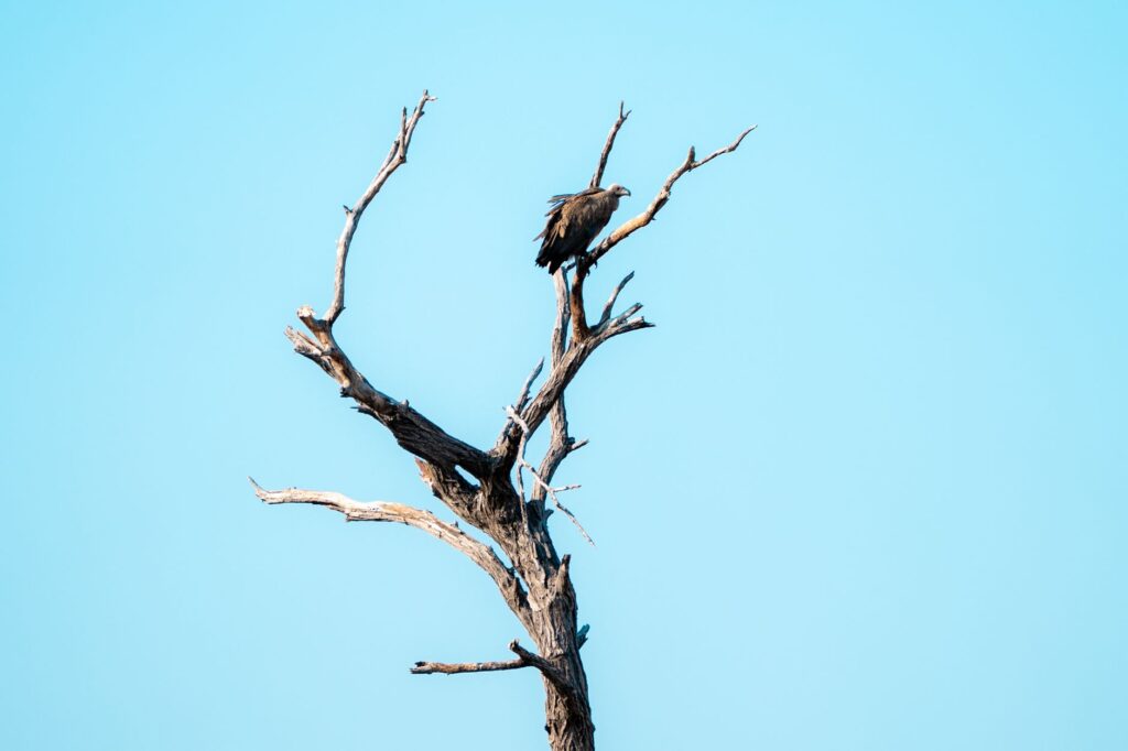Safari Mahangu et route vers Rundu - Divundu - Rundu, Namibie