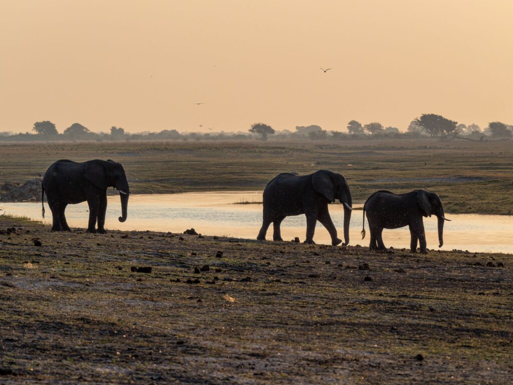 Visite des Chutes et safari aquatique à Chobe - Chutes Victoria - Chobe, Botswana
