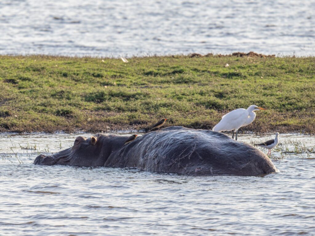Safari terrestre à Chobe et croisière sur le Zambèze - Parc Chobe, Botswana - Chutes Victoria, Zimbabwe