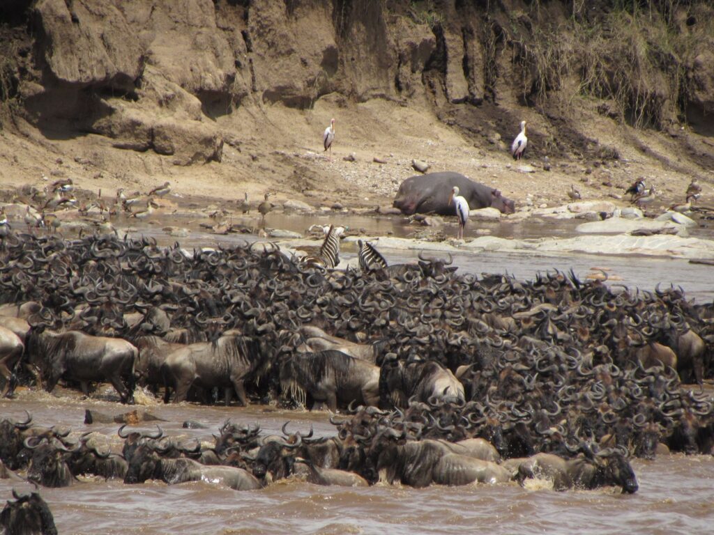 Journée de Safari au Masai Mara - Masai Mara, Kenya