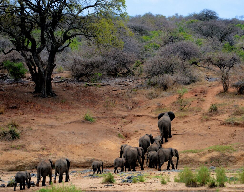 Safari en 4x4 au cœur du Kruger - Parc National Kruger, Afrique du Sud