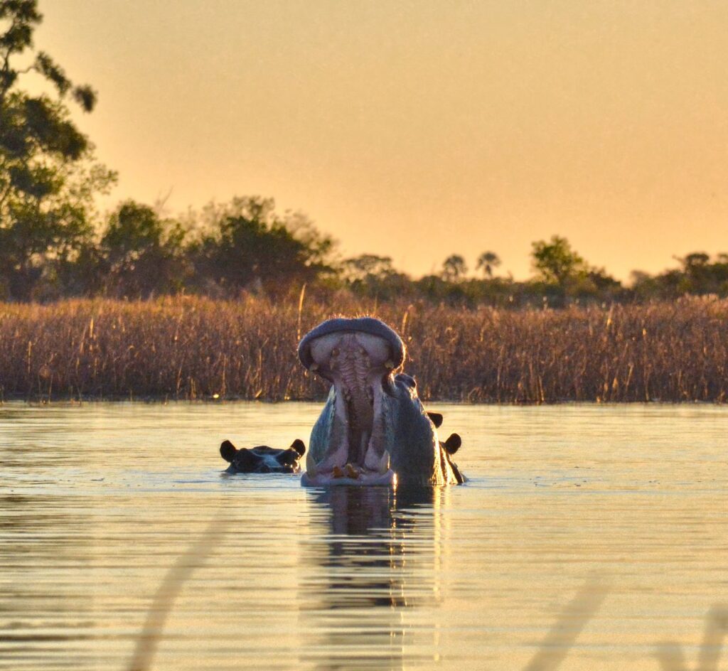 Safaris Caprivi et croisière sur l'Okavango - Kongola - Divundu, Namibie