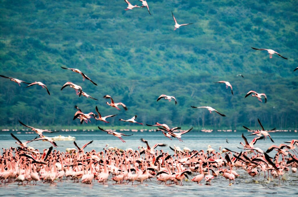 Route vers le parc national de Nakuru - Nakuru, Kenya