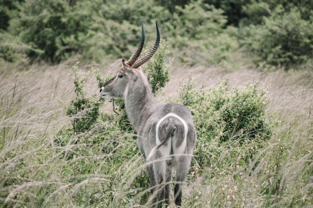 Route vers l'Akagera et premier safari - Parc National de l'Akagera, Rwanda